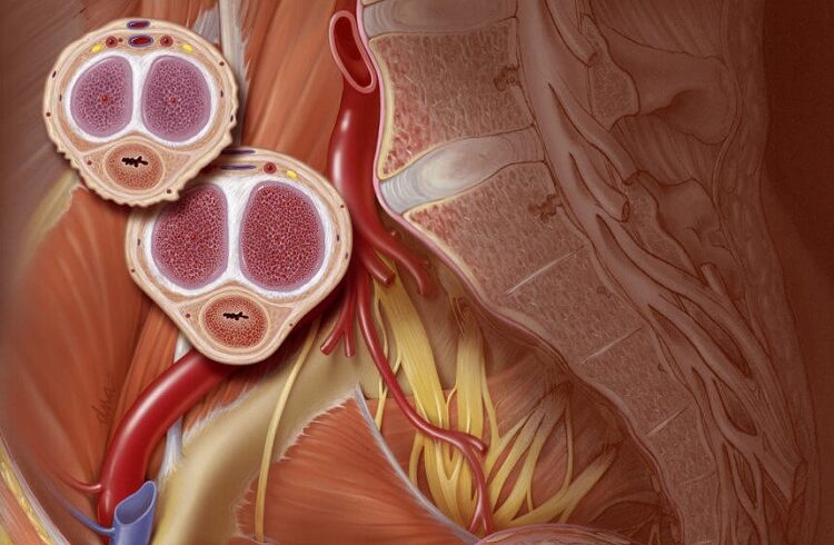 How can you improve human growth hormone and the issue of erectile dysfunction?