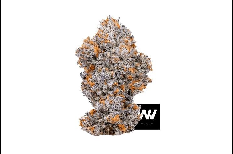 How Can You Find Pure and Effective Biscotti Strain Leafly?